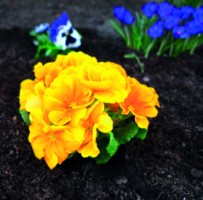 MALLA JARDIN NATUUR ANTIHIERBA POLIPROPILENO MARRON 1,5X10M NT124554